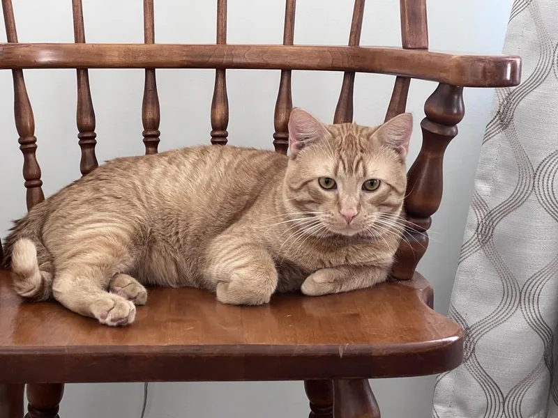 A young large-sized male Domestic Short Hair cat named Samuel for adoption in Chicago, IL