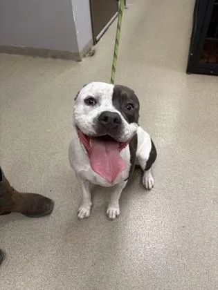A young large-sized male Mixed Breed dog named Blaze for adoption in Palm Coast, FL