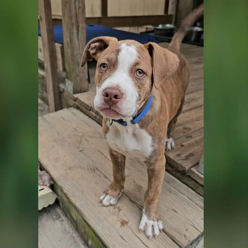 A baby large-sized male Brindle Mixed Breed dog named Stuart for adoption in BONIFAY, FL