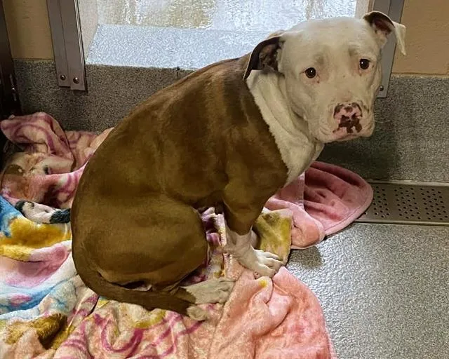 An adult medium-sized female Pit Bull Terrier dog named Sarsaparilla for adoption in Tustin, CA