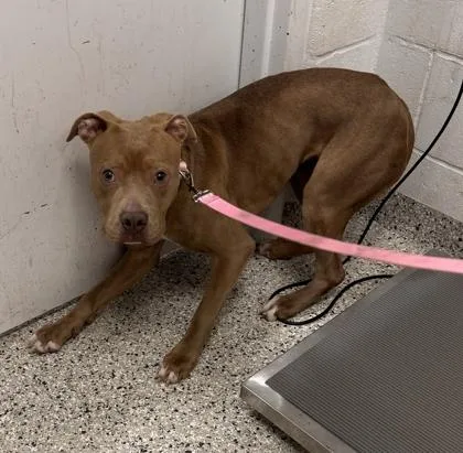 An adult large-sized female Yellow / Tan / Blond / Fawn Pit Bull Terrier dog named Sedona for adoption in Kansas City, MO