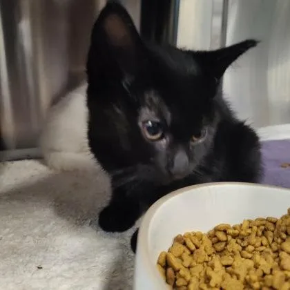 A baby small-sized female Domestic Short Hair cat named Rex for adoption in Voorhees, NJ