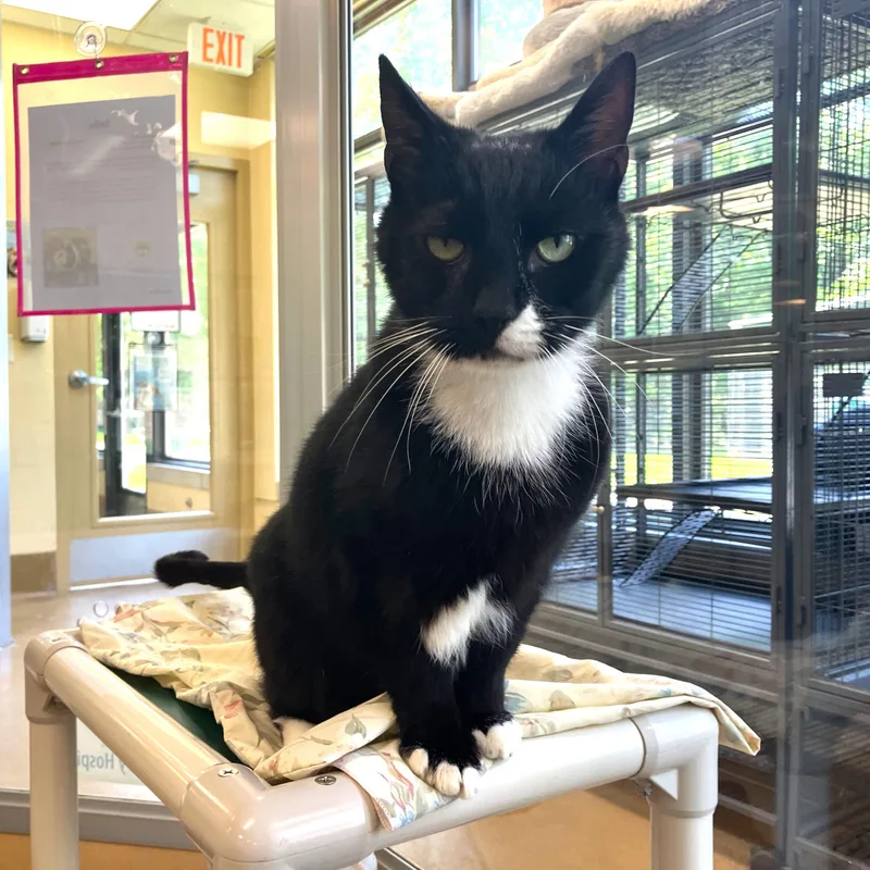 An adult medium-sized male Black & White / Tuxedo Domestic Short Hair cat named Sir Isaac Mewton for adoption in Eatontown, NJ