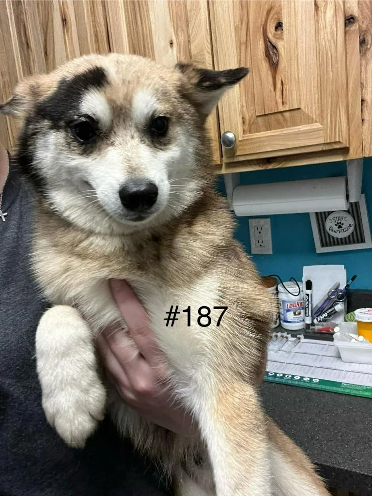 A young medium-sized male Pomeranian dog named Blaise for adoption in Kendallville, IN