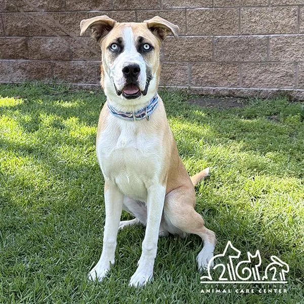A young medium-sized male Labrador Retriever dog named Bowie for adoption in Irvine, CA