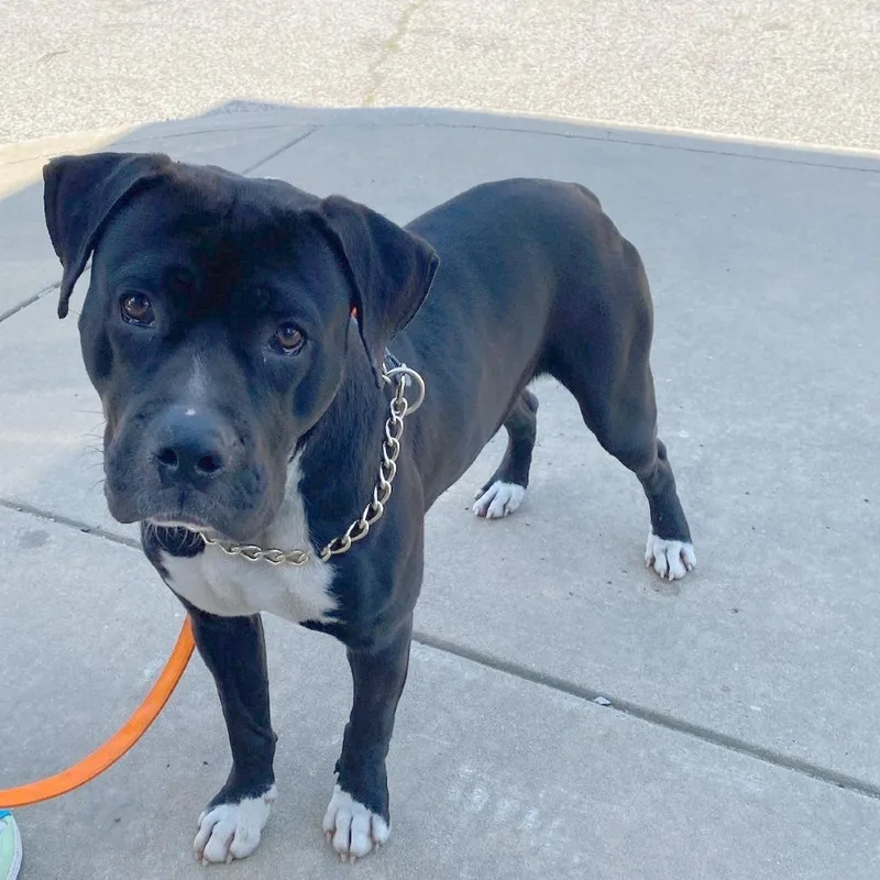 A young large-sized male Black Mixed Breed dog named Lemmon for adoption in Bartlett, TN