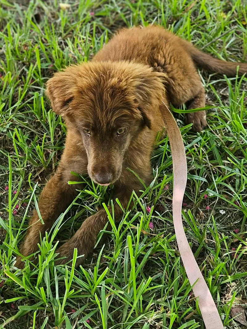 A baby medium-sized female Mixed Breed dog named Robyn for adoption in Wakefield, RI