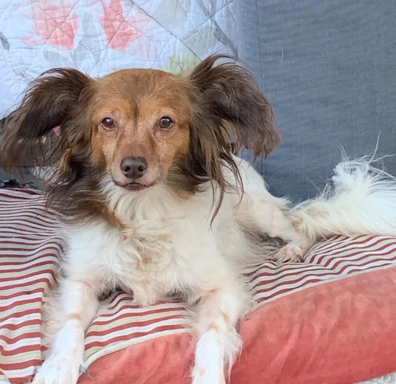 A senior small-sized female White / Cream Papillon dog named Mia for adoption in San Pedro, CA