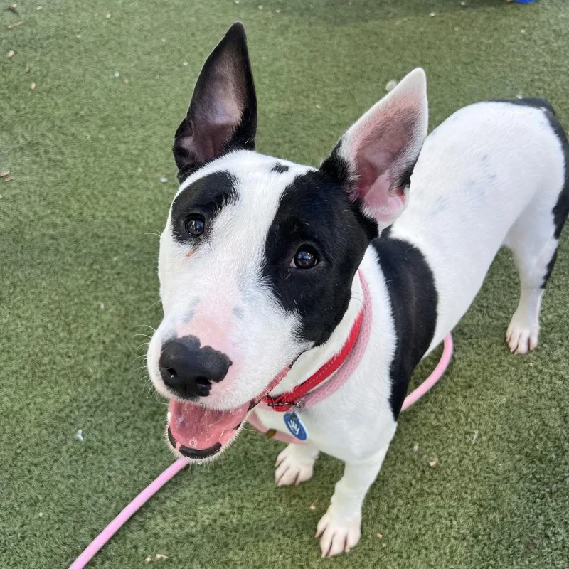 An adult medium-sized male White / Cream Bull Terrier dog named Domino for adoption in Apache Junction, AZ