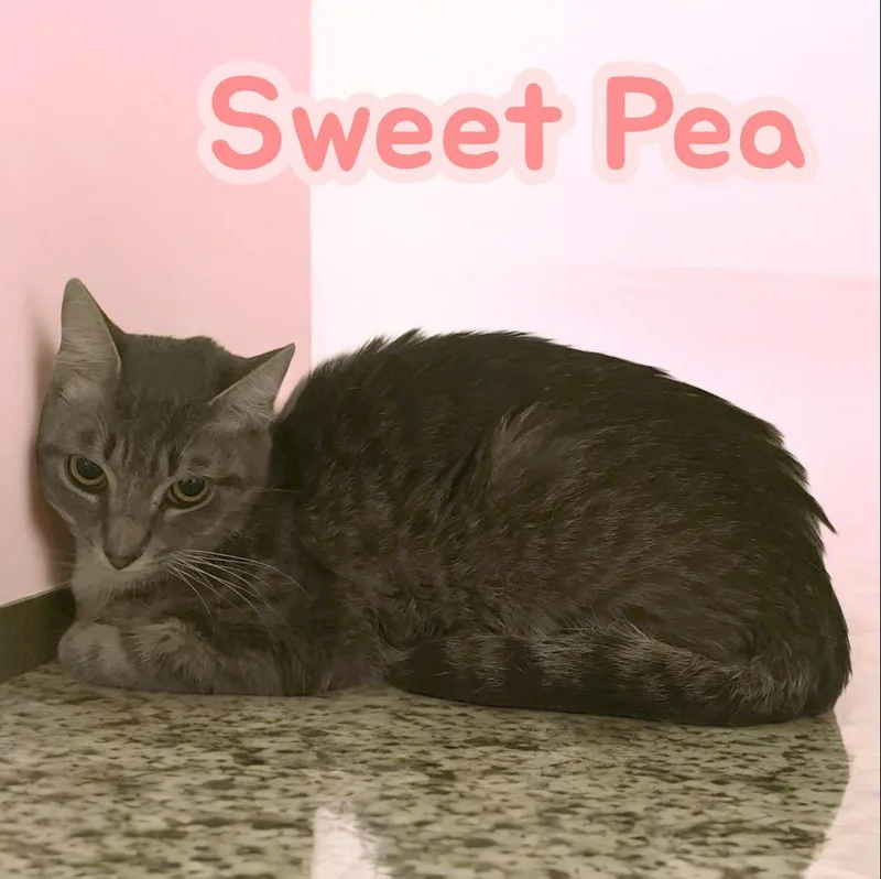 Sweet Pea  Md thumbnail 2