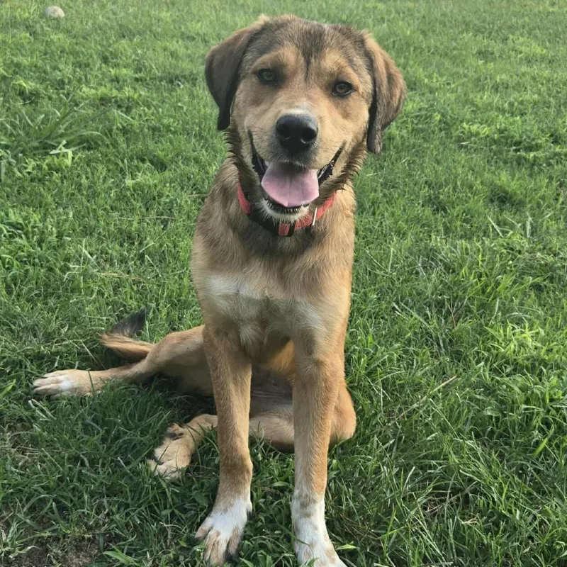 An adult medium-sized female Brown / Chocolate Mixed Breed dog named Jayleen for adoption in Madison, WI