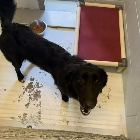 An adult medium-sized female Black Border Collie dog named Holly for adoption in Bastrop, TX
