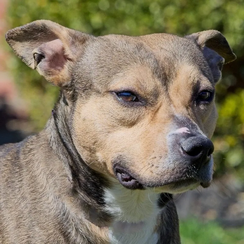 Evangeline thumbnail 2