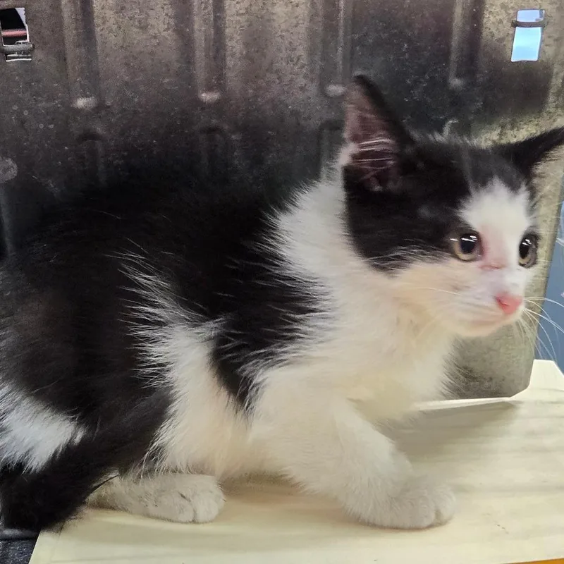 A baby small-sized male Black Domestic Short Hair cat named Toaster for adoption in Newark, NJ