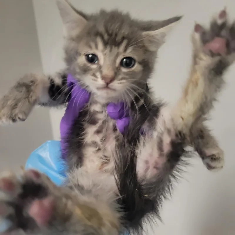 A baby small-sized female Gray / Blue / Silver Domestic Short Hair cat named Milan for adoption in Westminster, CA