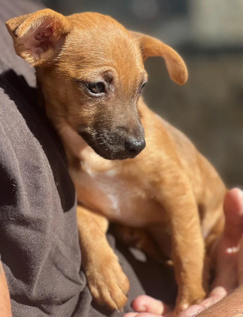 A baby small-sized female Brown / Chocolate Chihuahua dog named Hazel for adoption in Encino, CA