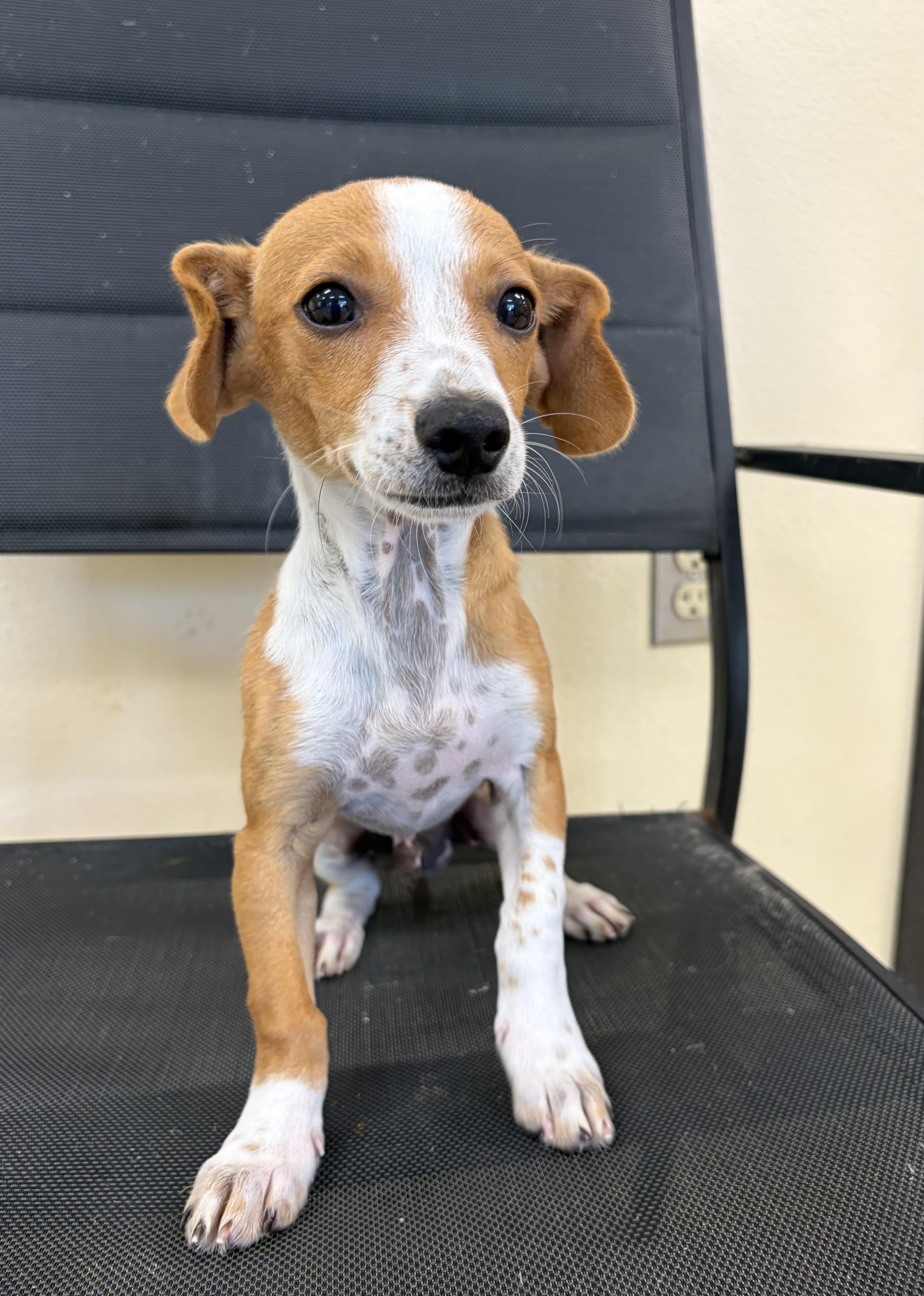 A baby small-sized male Chihuahua dog named Brownie for adoption in Kerrville, TX