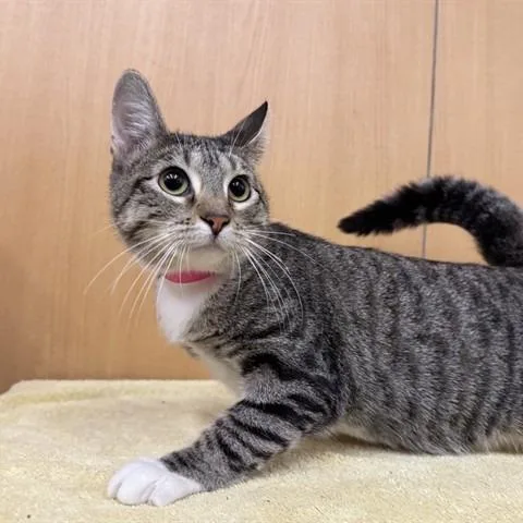 A young medium-sized female Gray / Blue / Silver Domestic Medium Hair cat named Foxie for adoption in Saint Louis, MO