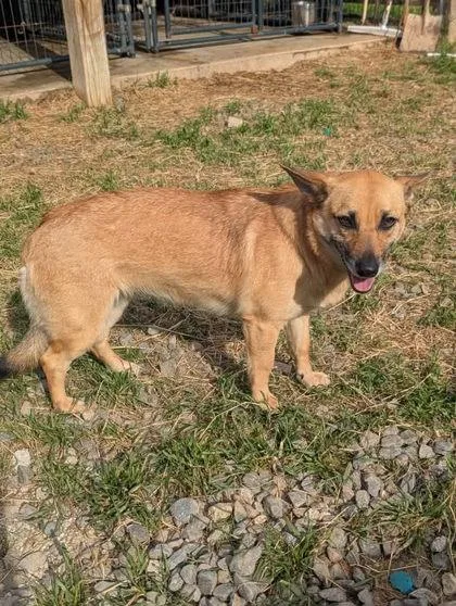 A senior medium-sized female Yellow / Tan / Blond / Fawn Corgi dog named Rose for adoption in Jackson, GA
