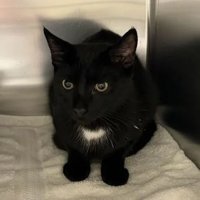 A young medium-sized male Black Domestic Short Hair cat named Fred for adoption in Asheville, NC