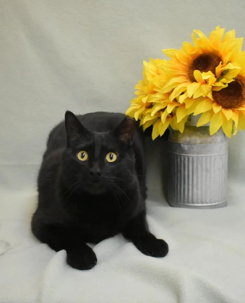 An adult medium-sized male Domestic Short Hair cat named Finnegan for adoption in Peoria, AZ
