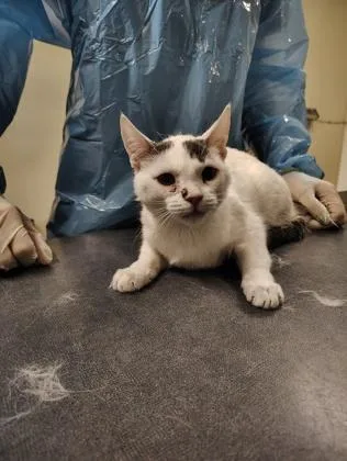 An adult small-sized female Domestic Short Hair cat named Kibbles for adoption in Clarks Summit, PA