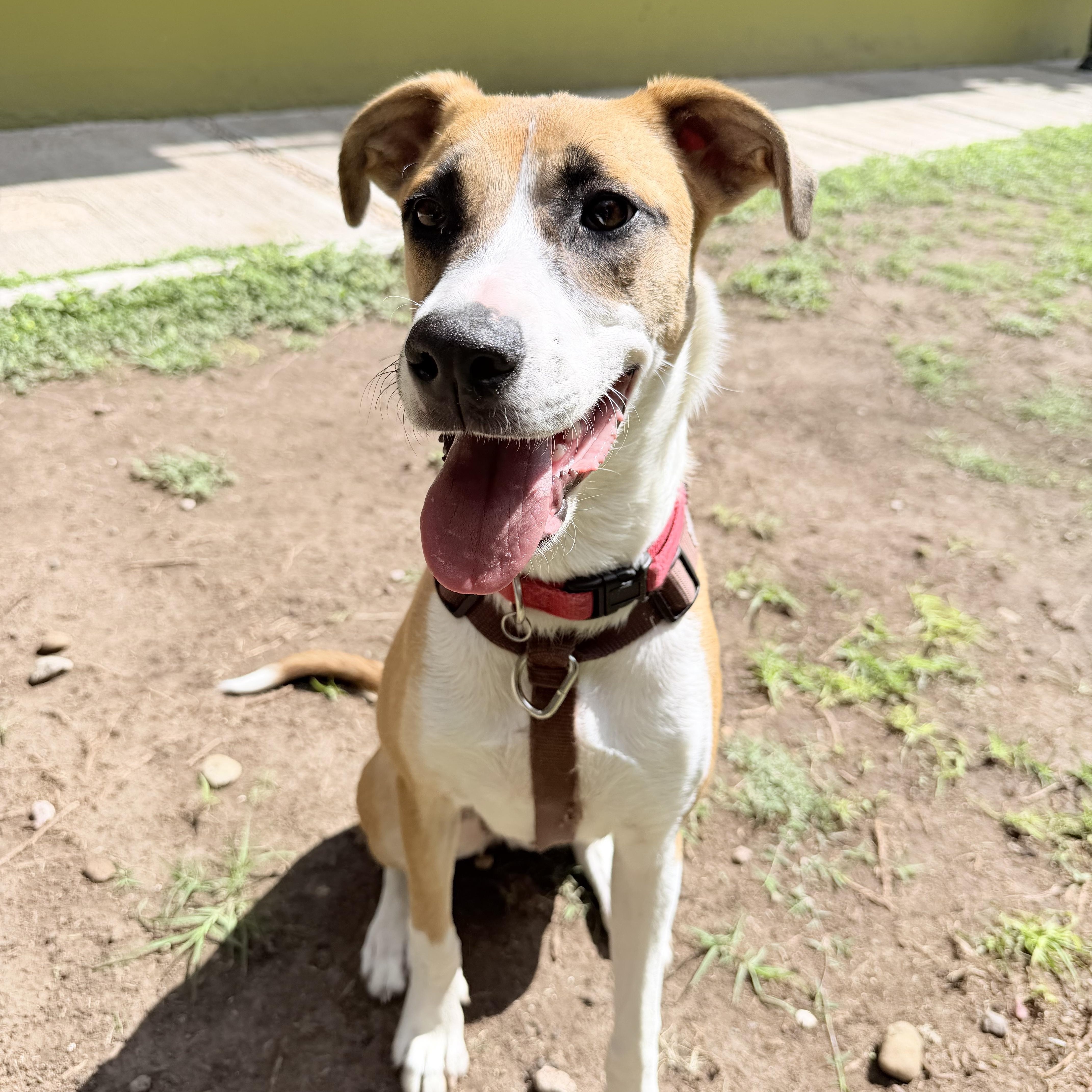 A young medium-sized female White / Cream Shepherd dog named Nala for adoption in Austin, TX