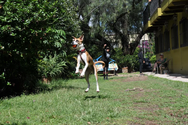 Nala thumbnail 4