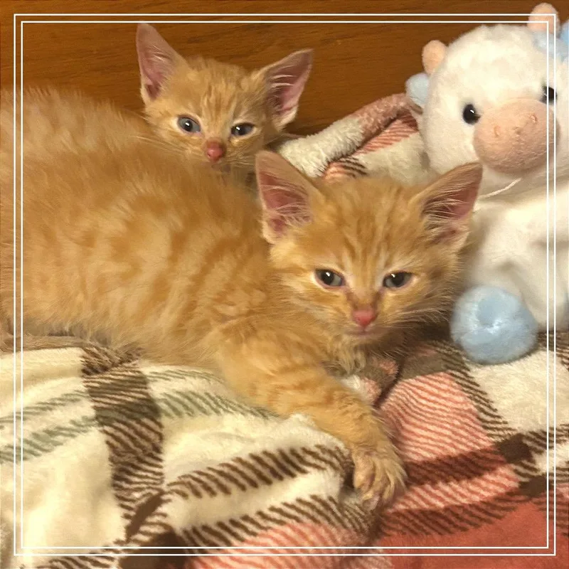 A baby small-sized male Orange / Red Domestic Short Hair cat named Chester for adoption in Monroe, MI