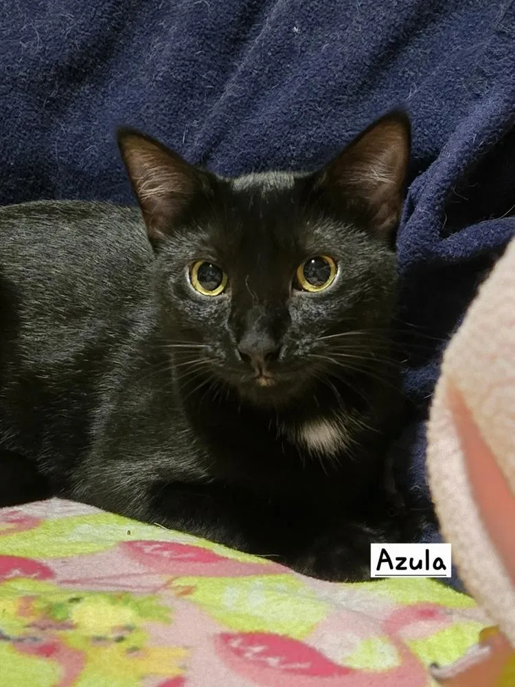 A baby medium-sized female Black Domestic Short Hair cat named Azula for adoption in Hudson, NH