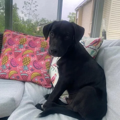 A baby medium-sized male Black Labrador Retriever dog named Richard for adoption in Ferndale, MI