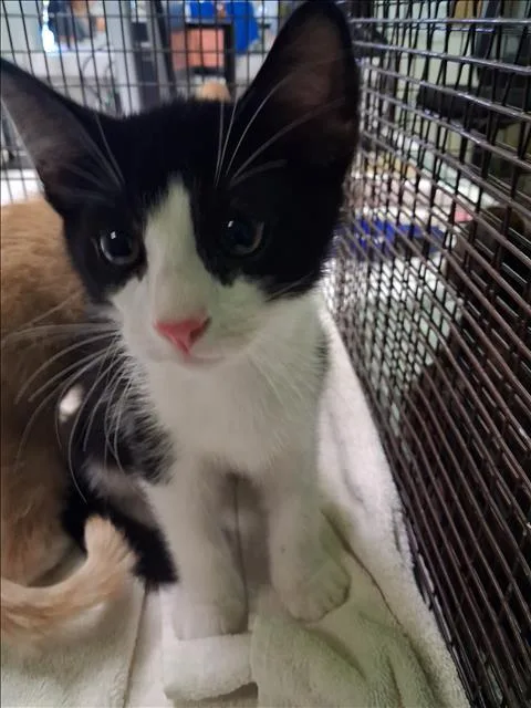 A baby small-sized male Domestic Short Hair cat named Frank for adoption in Los Angeles, CA