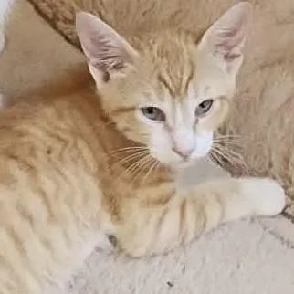 A baby medium-sized male Orange & White Domestic Short Hair cat named Ricky for adoption in Mira Loma, CA