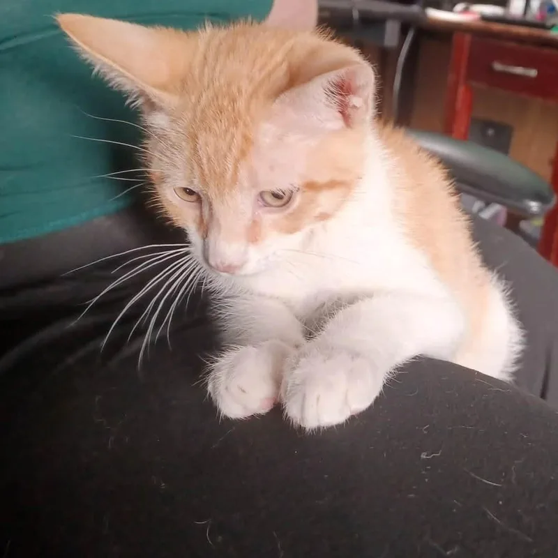 Ricky thumbnail 3