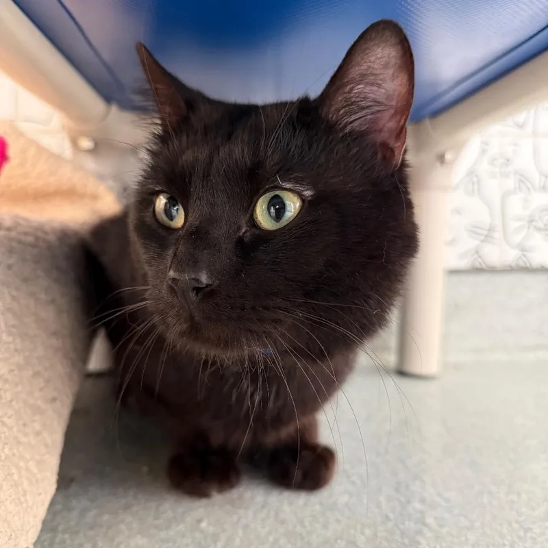 An adult large-sized male Black Domestic Short Hair cat named Lestat for adoption in Chicago, IL