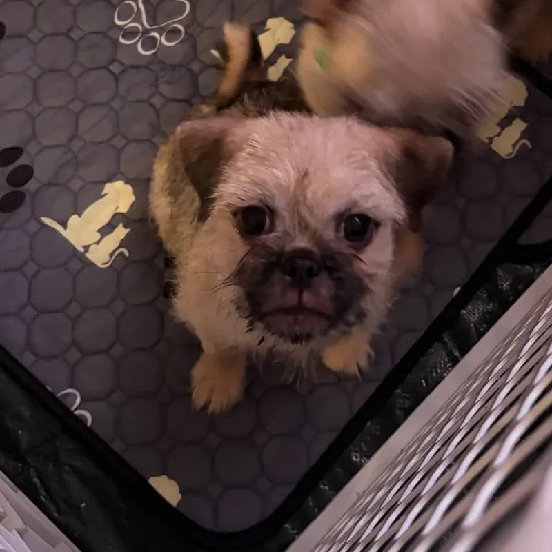 A baby small-sized male Yellow / Tan / Blond / Fawn Pug dog named Bourbon for adoption in Oklahoma City, OK