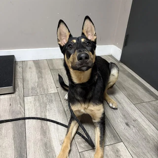 A young medium-sized female German Shepherd Dog dog named Blitzen for adoption in Redlands, CA