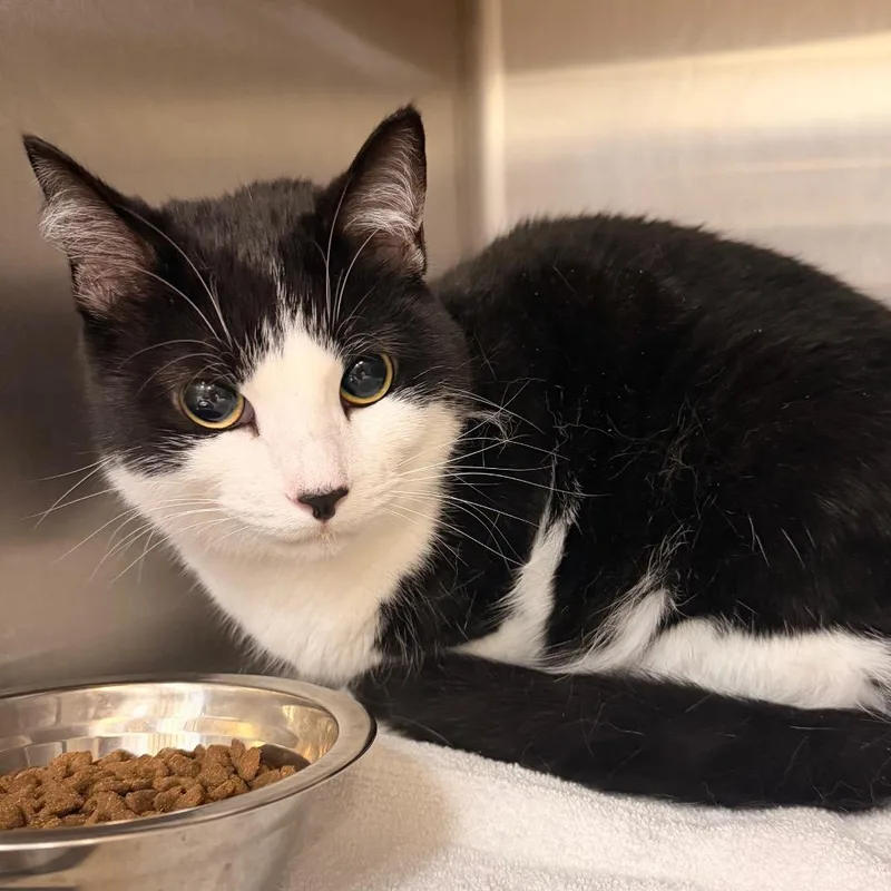 An adult medium-sized male Domestic Short Hair cat named Benji for adoption in Indianapolis, IN