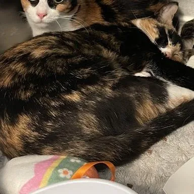 A young medium-sized female Calico Domestic Short Hair cat named Fauna for adoption in Port Charlotte, FL