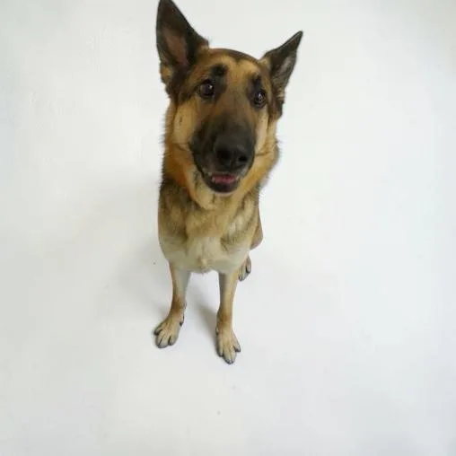 An adult large-sized male Brown / Chocolate German Shepherd Dog dog named Tank for adoption in Elyria, OH