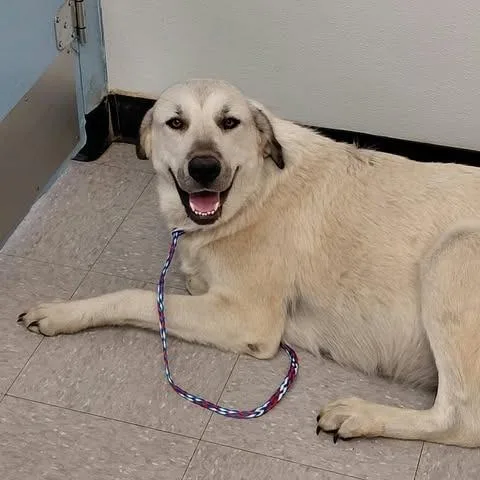 A young large-sized female Anatolian Shepherd dog named Fiona for adoption in Bastrop, TX