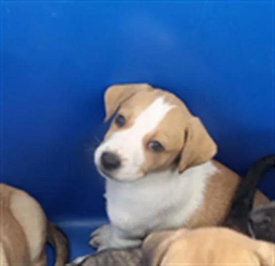 A baby medium-sized female Mixed Breed dog named Bear for adoption in Dallas, TX
