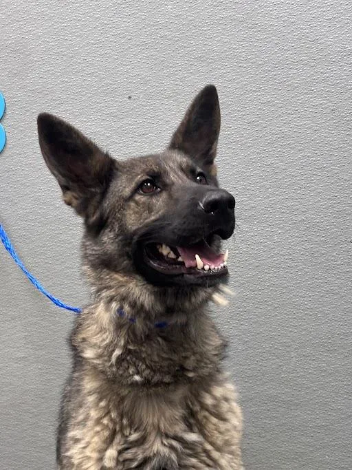 An adult medium-sized male German Shepherd Dog dog named Gunner for adoption in Las Vegas, NV