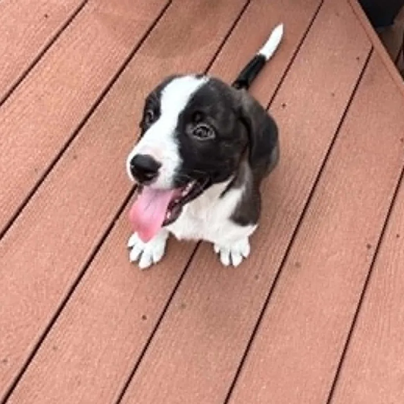 A baby large-sized male Brindle Anatolian Shepherd dog named James Rw for adoption in Austin, TX