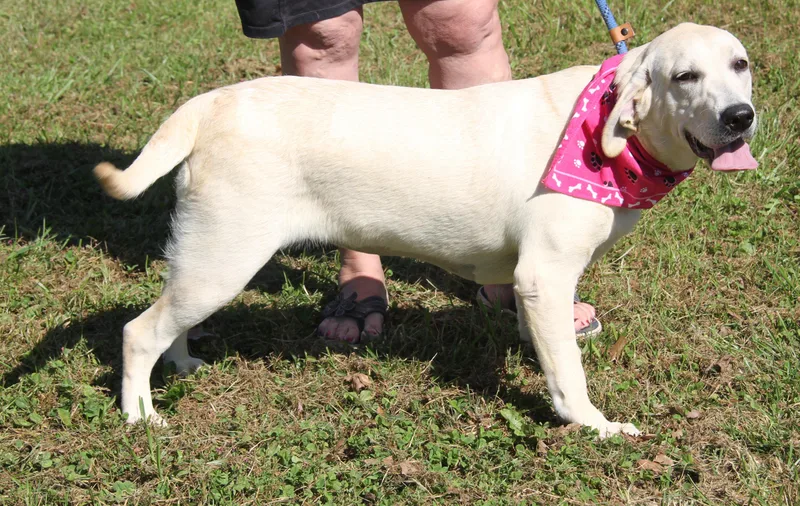A baby medium-sized female White / Cream Yellow Labrador Retriever dog named KiKi for adoption in Marietta, OH