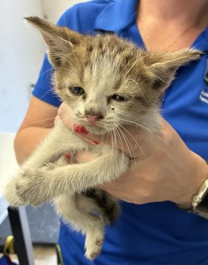 A baby small-sized female Domestic Short Hair cat named Furrari for adoption in Gainesville, FL