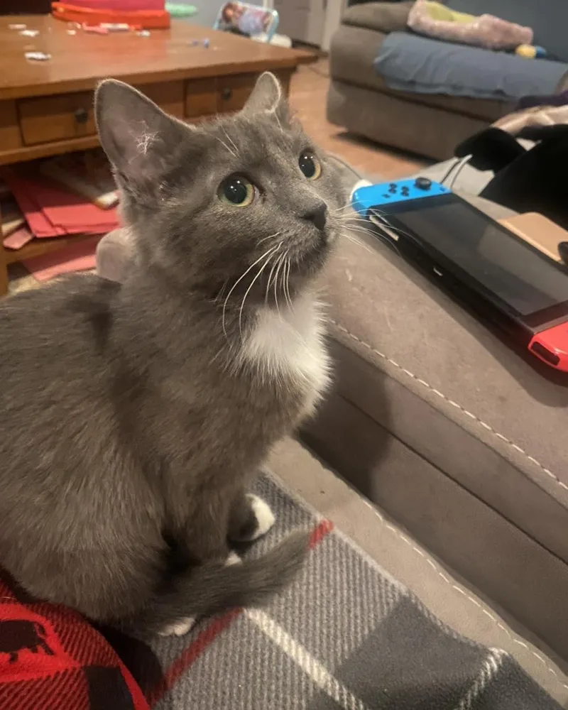 A baby medium-sized female Gray & White Domestic Medium Hair cat named Roxy for adoption in Toms River, NJ