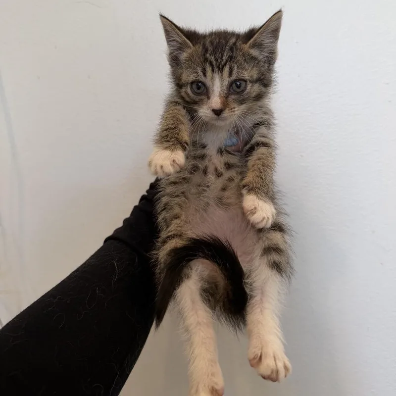 A baby medium-sized female Tabby (Brown / Chocolate) Domestic Short Hair cat named Marinara for adoption in Chattanooga, TN