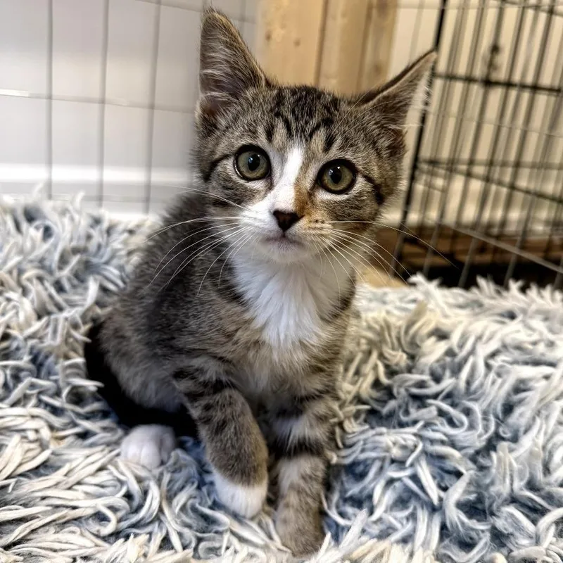 Marinara thumbnail 3
