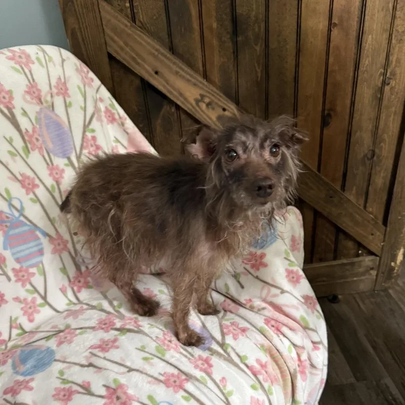 A senior small-sized female Miniature Schnauzer dog named Eloise for adoption in Sequatchie, TN